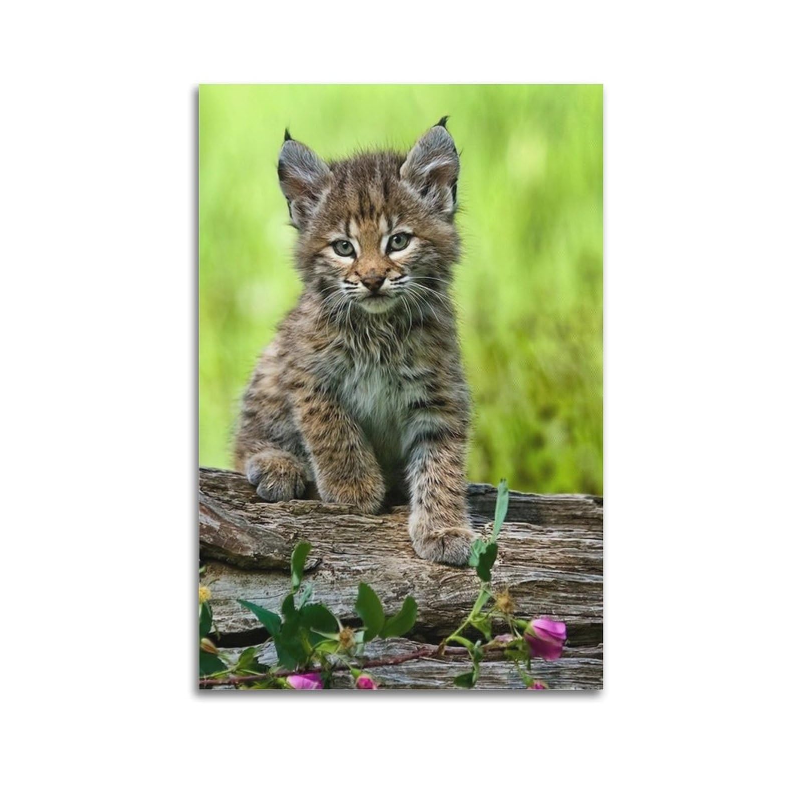 ZSZWHJ Animal Poster Bobtail Cat Poster Decorative Painting Canvas Wall Posters And Art Picture Print Modern Family Bedroom Decor Posters 20x30inch(50x75cm)