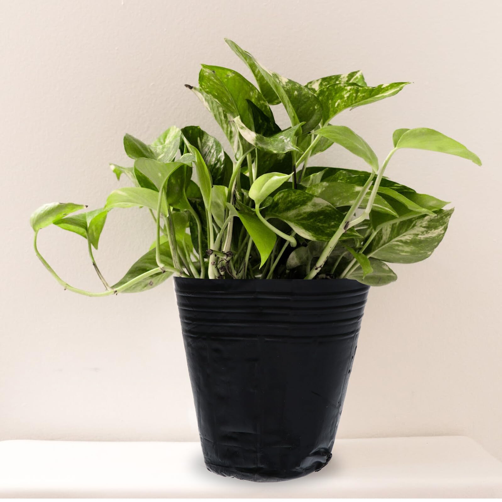 VICASKY 500 Pièces Pots de Semis Plastique avec Drainage Godets de Repiquage pour Plantes