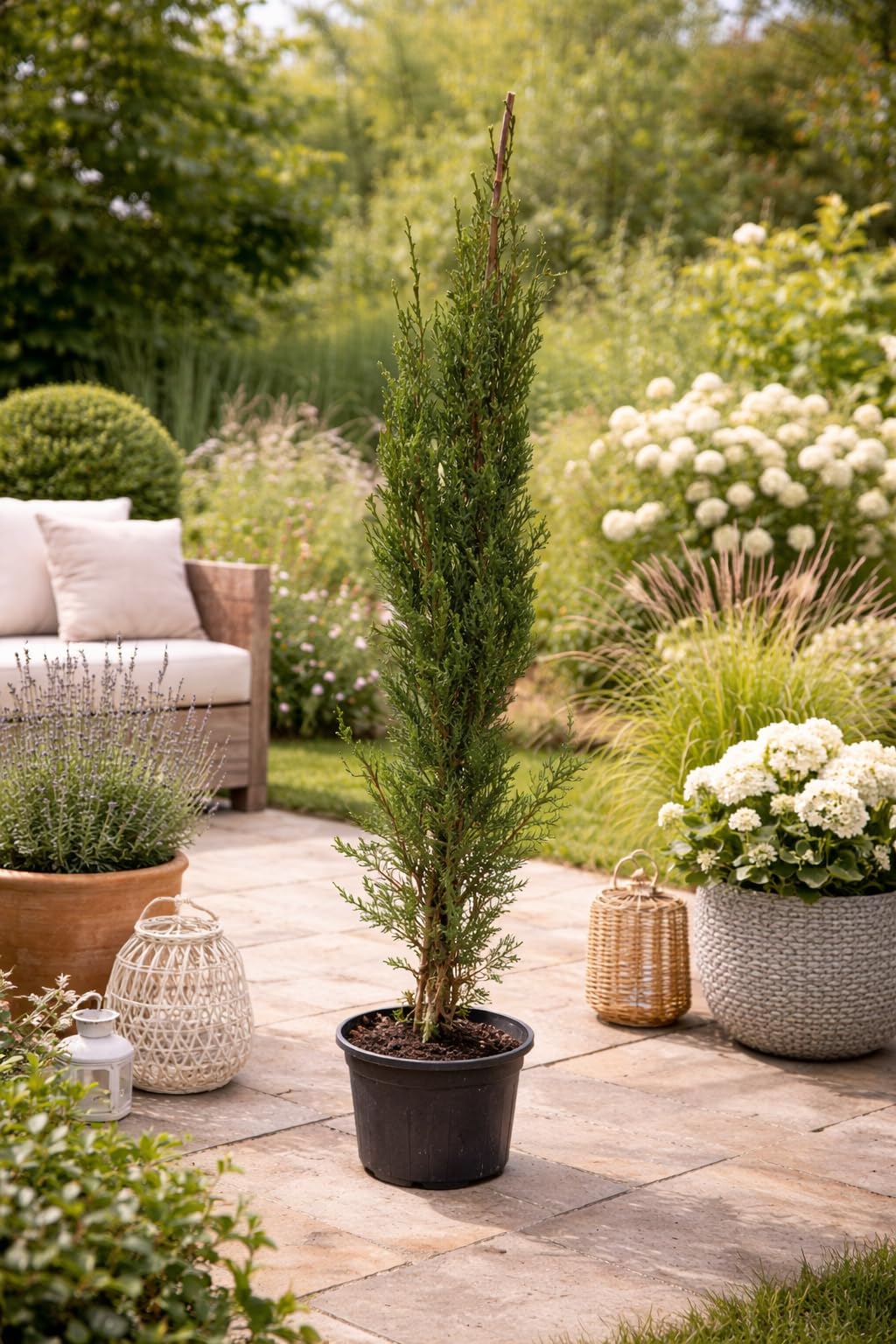Mittelmeer Zypresse 120–140 cm – Italienische Säulenzypresse (Cupressus sempervirens) winterhart, schlank wachsend, mediterrane Gartenpflanze für Terrasse, Balkon & Garten