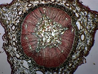 Pine, Young Stem - Cross Section - Prepared Microscope Slide - 75 x 25mm - Biology & Microscopy - Eisco Labs