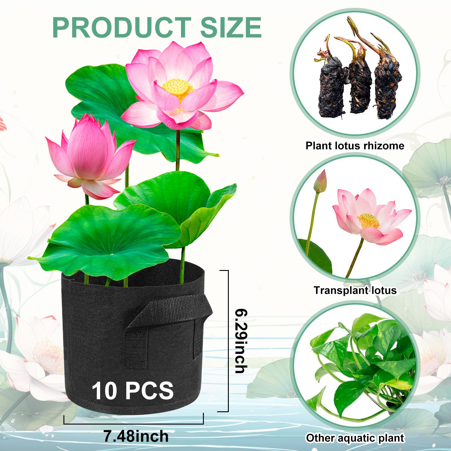 LILy　N organic Plenium EC81103 Lily – Unifloor Trading Inc.