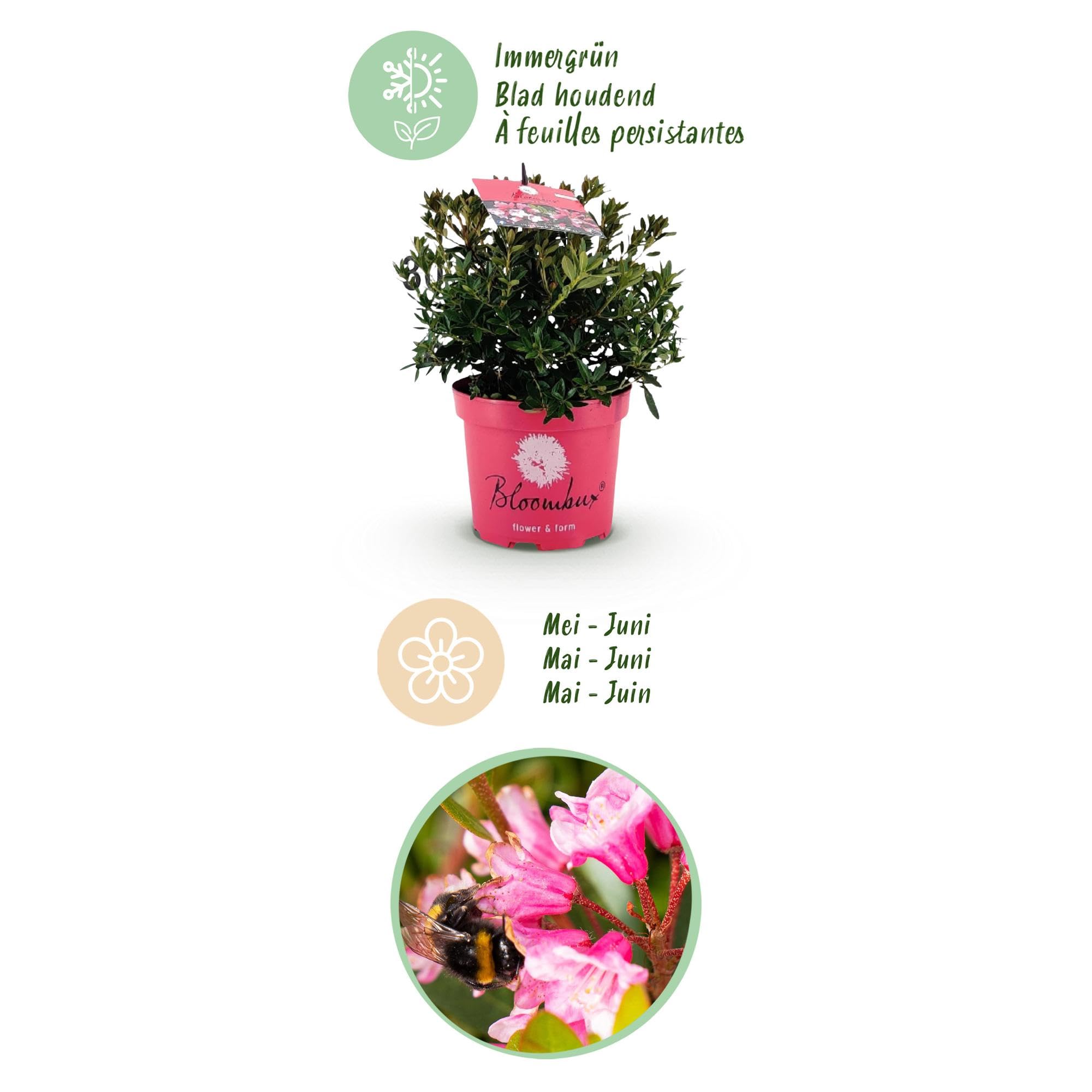 Rododendro Magenta, Pianta da Giardino, Rosa, Set da 6, Vaso 17cm