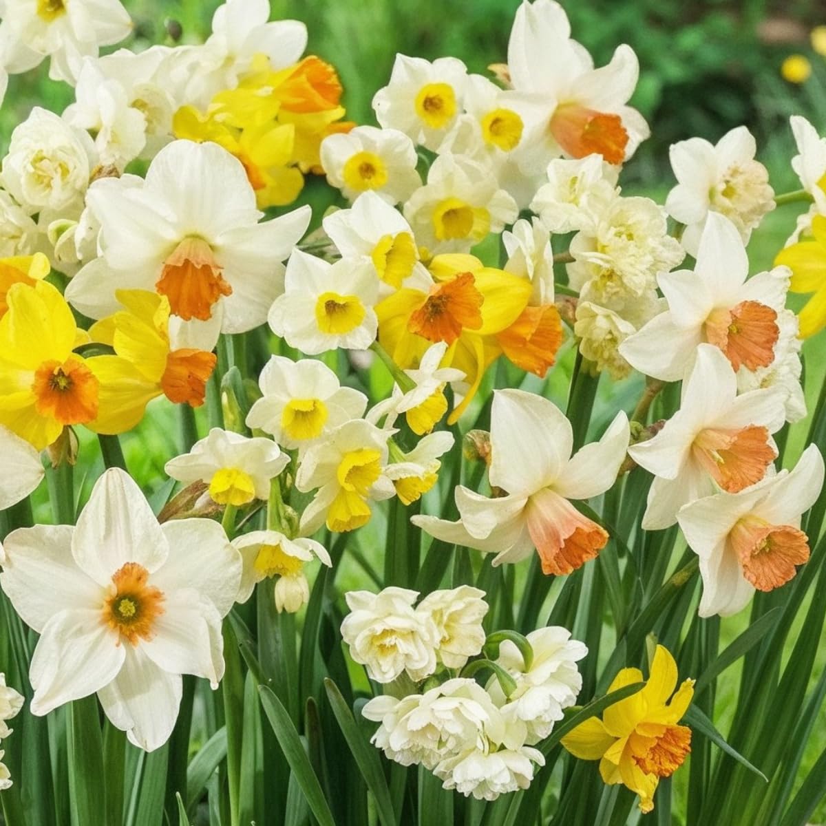 DUTCH BULBS EXCLUSIVE PLANTS FROM HOLLAND