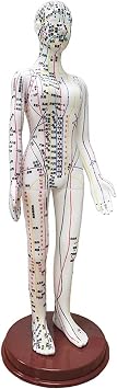 Acupuncture Model, Human Body Acupuncture Model 40cm Clear Meridian Acupuncture Model Male and Female Acupuncture Model Body Sculpture Educational Equipment Women
