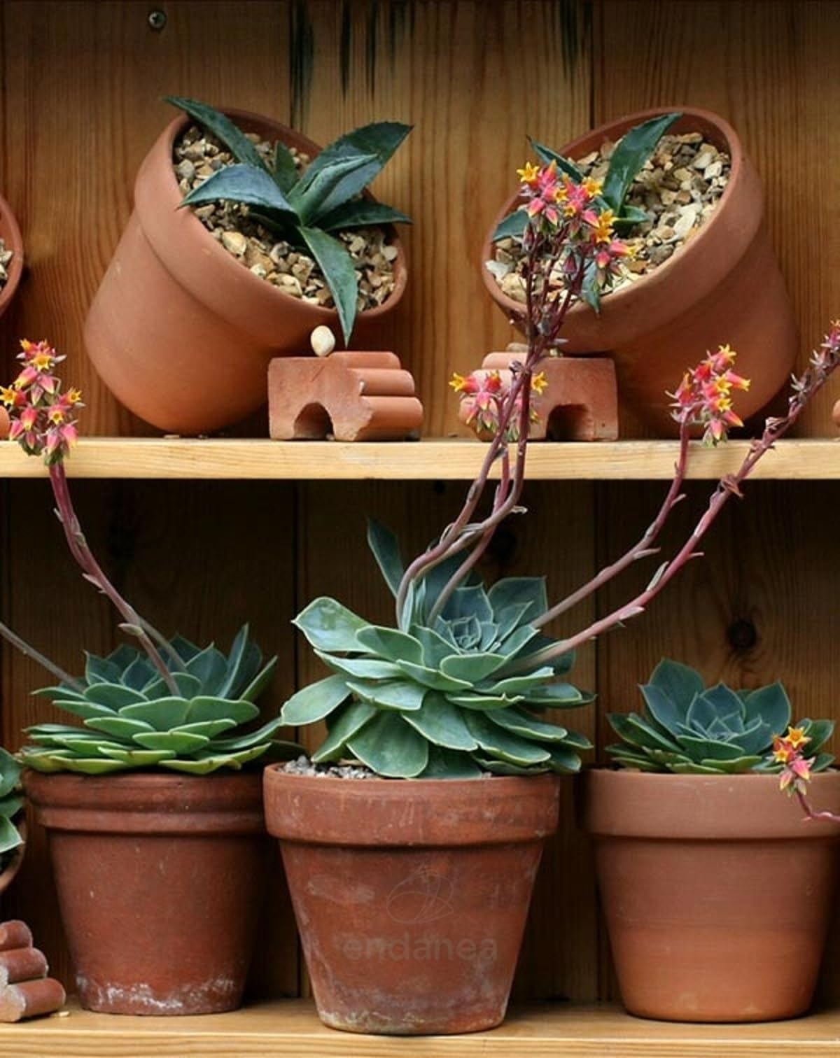 Maceta de Terracota Artesanal de 50 cm de diámetro con Acabado Liso, Diseño Clásico para Decoración de Interiores y Exteriores. Ideal para Plantas de Mediano Tamaño.