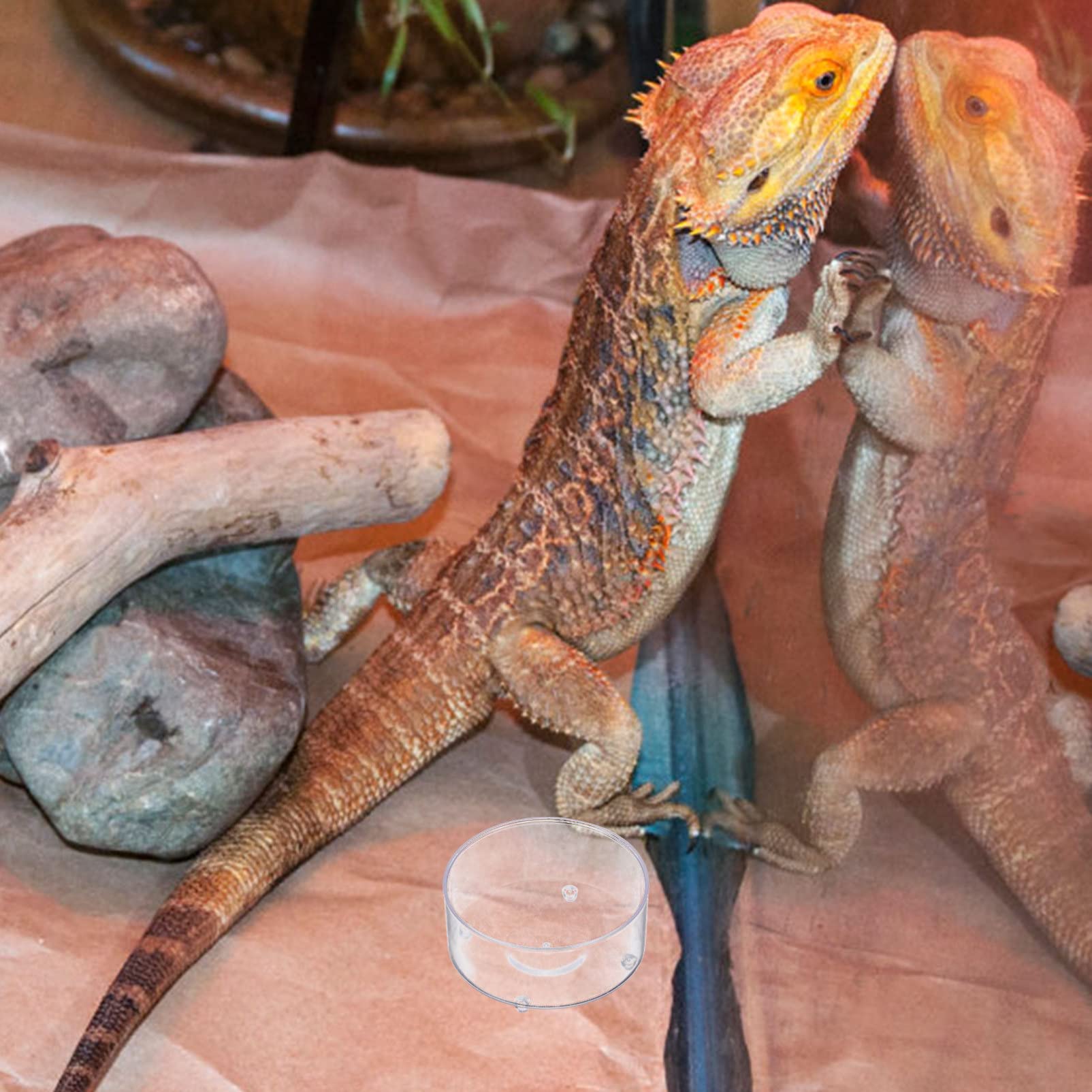 150 Piezas Bebedero para Mascotas Plato de Agua de Tortuga reptiloil Animal Vaso multifunción para Comida de Reptiles Plato de Agua de Reptil Mini Bandeja de Agua Caja de Reptiles