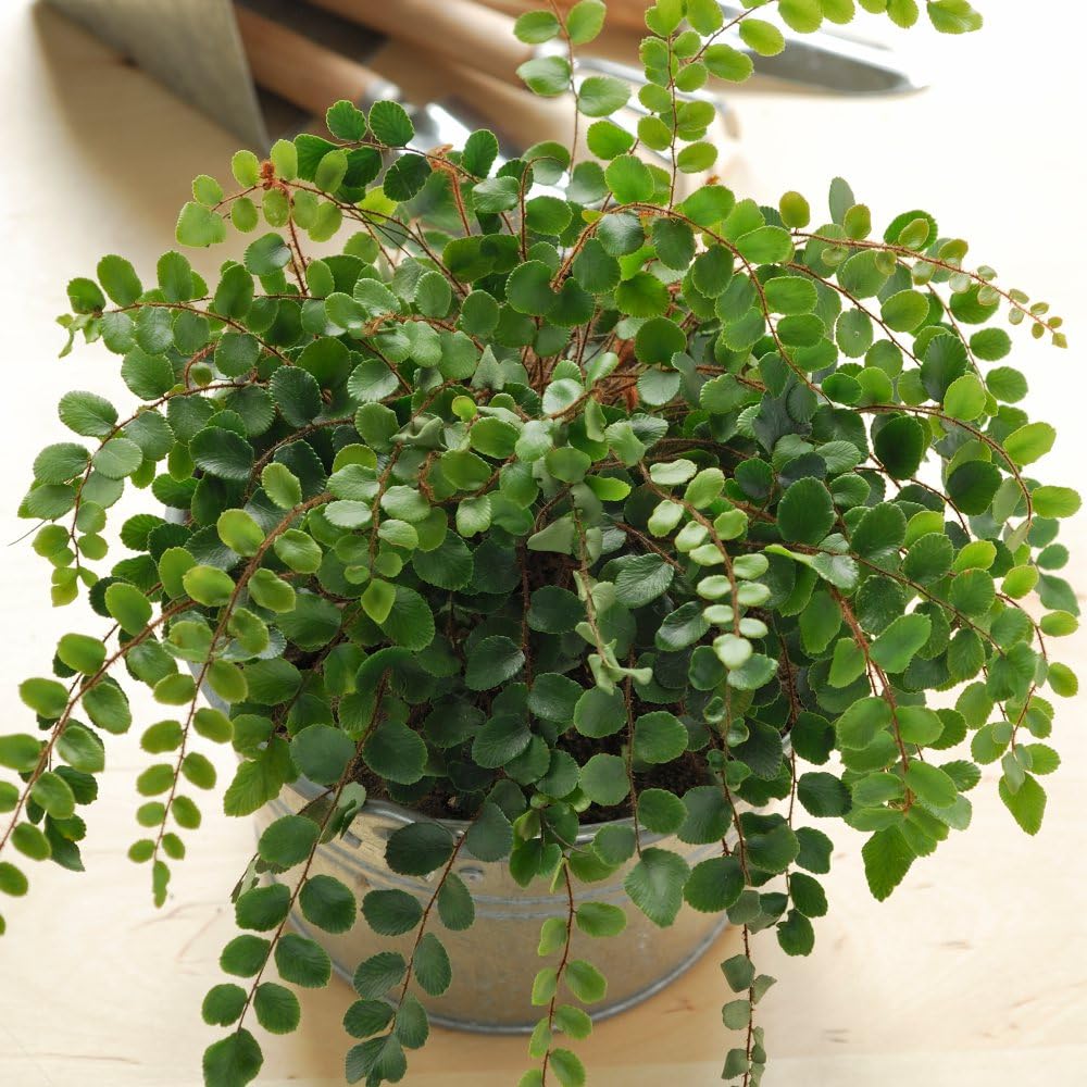 Pellaea rotundifolia - Evergreen Fern for Terrariums and Containers 9cm Pot x 3 by Thompson & Morgan