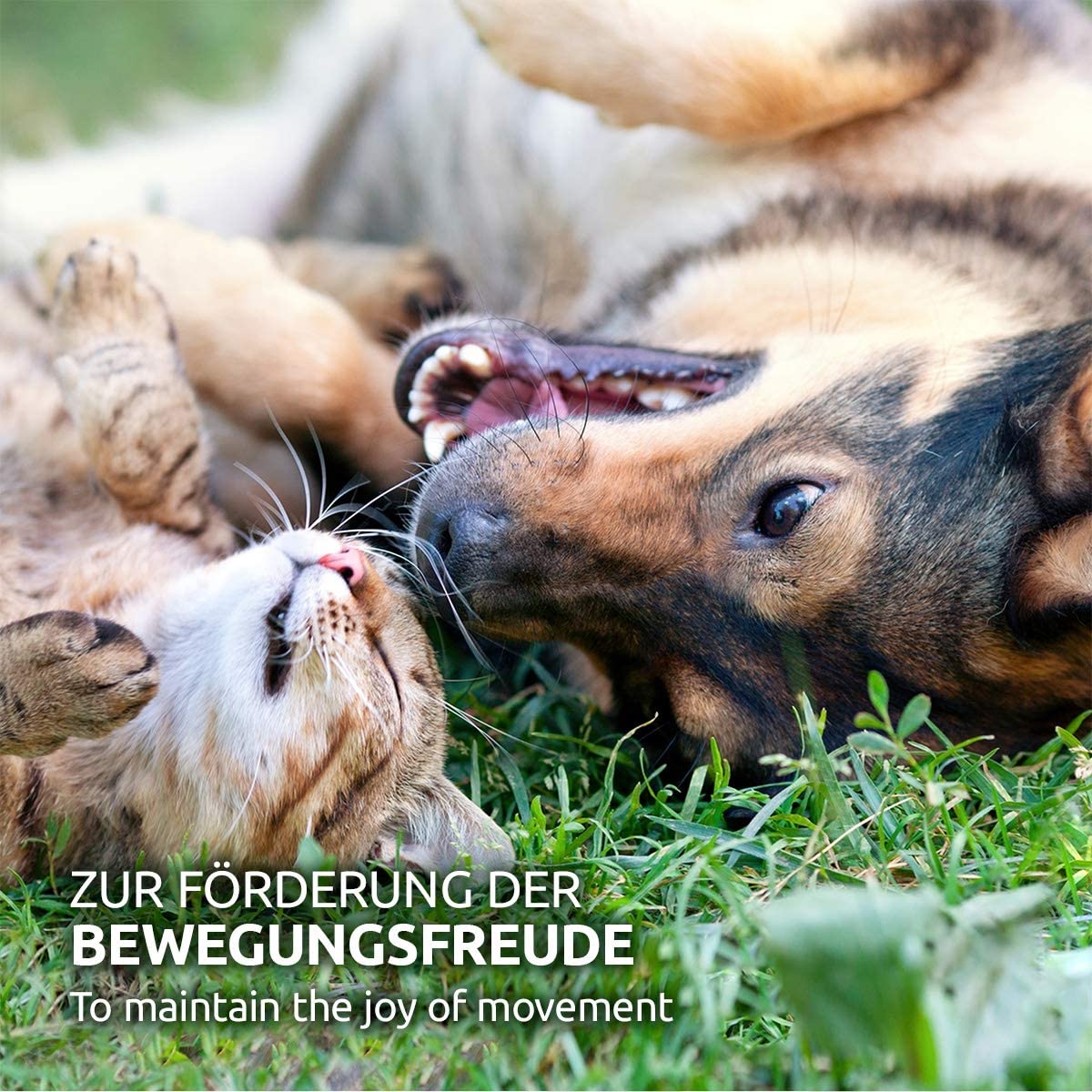 AniForte Green Lipped Mussel for Dogs and Cats 100g Powder 100