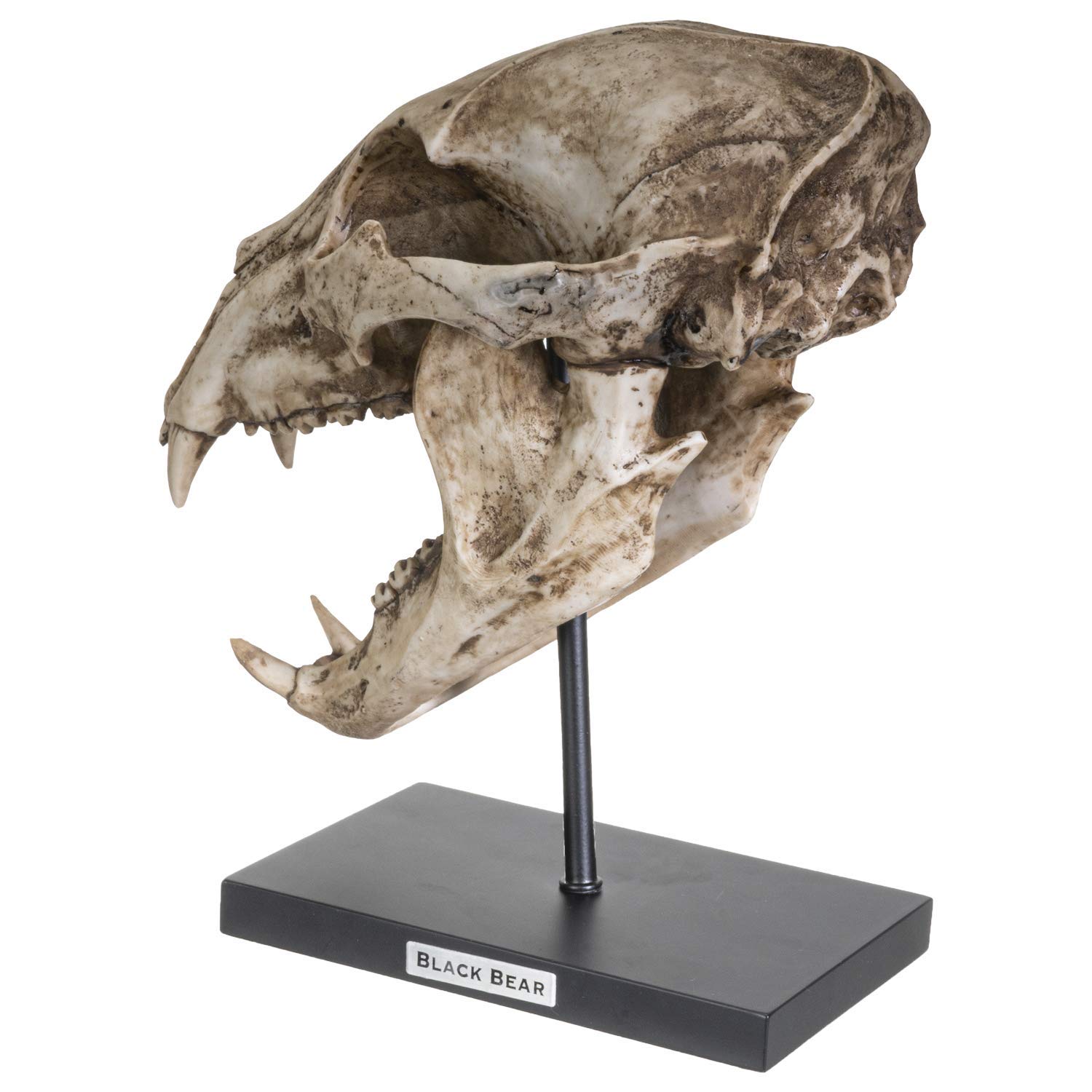 熊の頭骨　インテリア　置物 Amazon.co.jp: SUMMIT COLLECTION ポリストーン 樹脂 黒くまの頭蓋骨