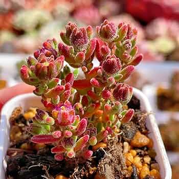 てんどん様　ご購入用　ドロサンテマム 多肉植物）ドロサンテマム 蜜橘（ミカン） 2号（1鉢