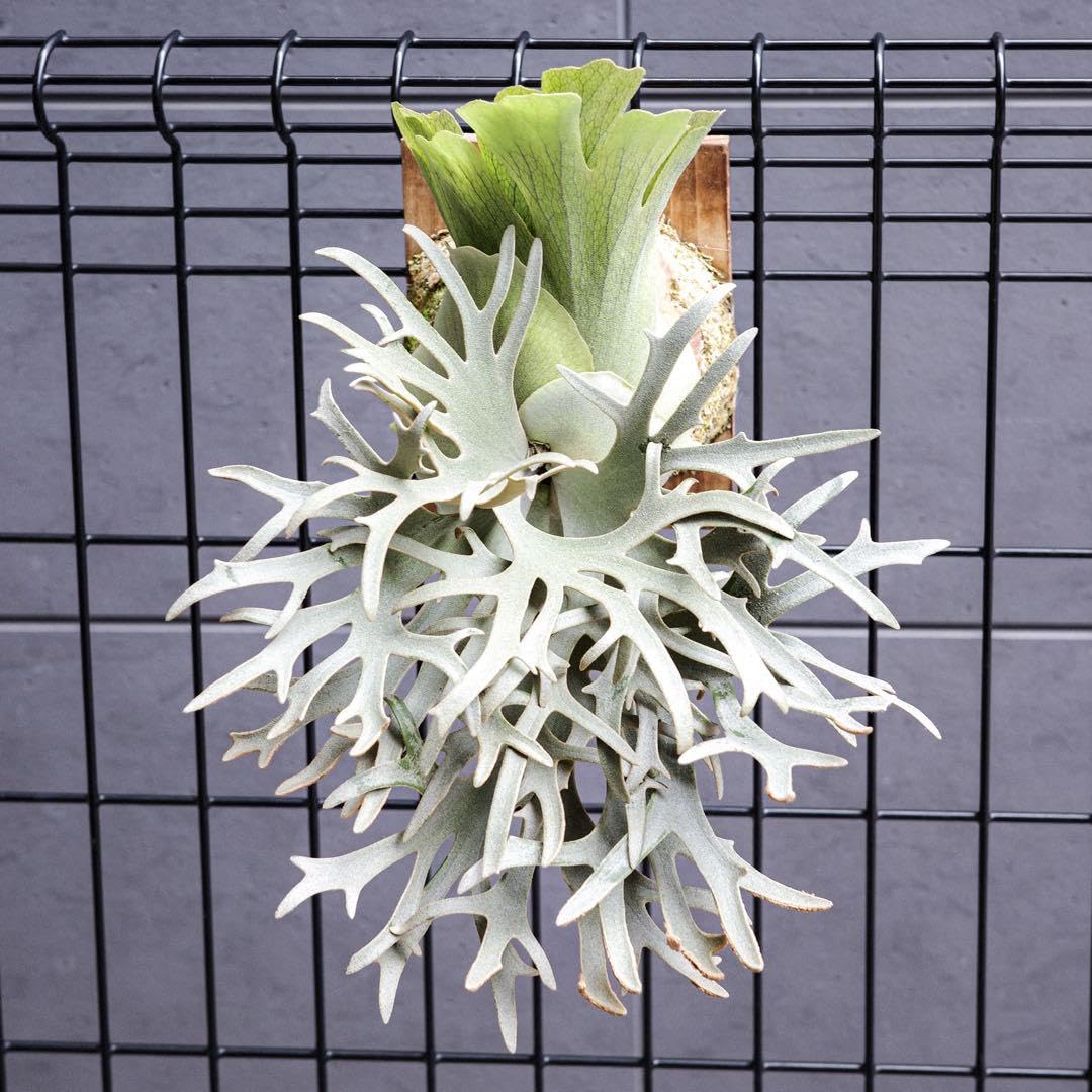 P.willinckii OMG 胞子培養苗 dwarf O.M.G ビカクシダ Amazon.co.jp: P.willinckii OMG 胞子 ビカクシダ Super Dwarf 4