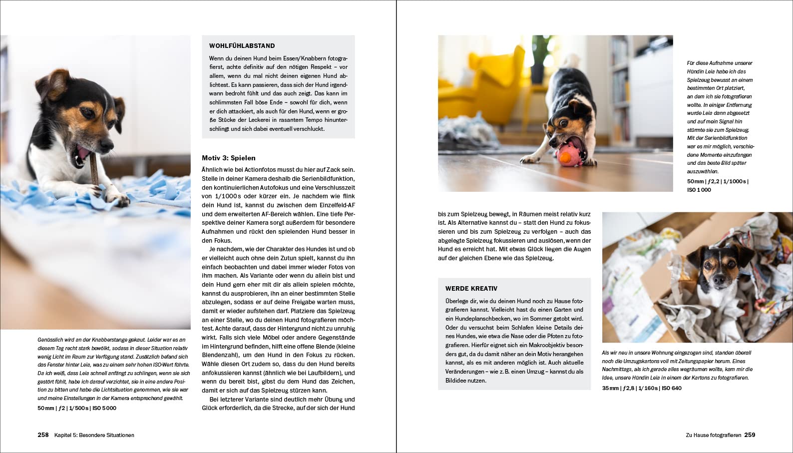 Hundefotografie: Fellnasen liebevoll in Szene setzen. So gelingen Hundeporträts mit Ausdruck und Witz – draußen und im Studio. 350 Seiten Profi-Wissen