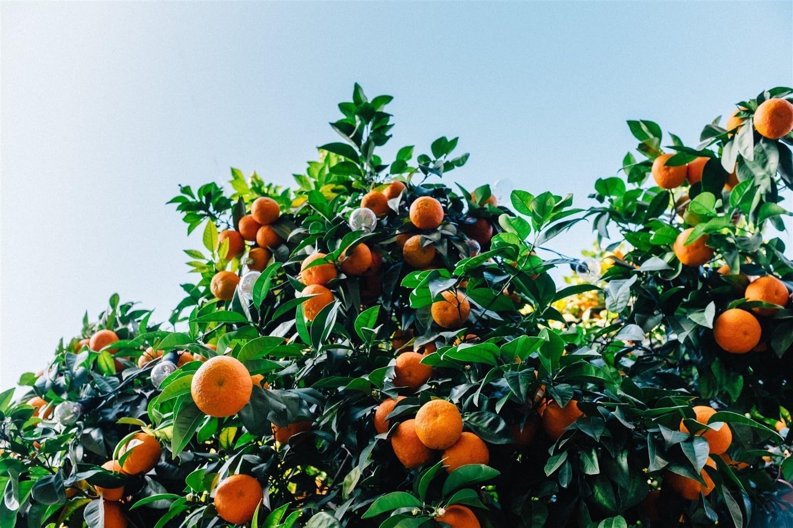 Ponthier Mandarine Püree 3x 1kg Fruchtpüree 100% Mandarinenpüree Sizilien