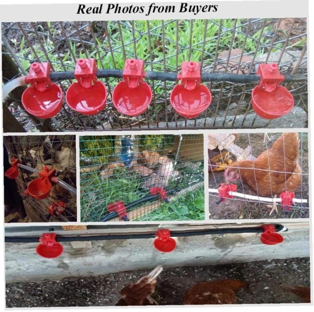 10set Poulet Abreuvoir Poules Quail Oiseaux d'eau Abreuvoir pour Poulailler Chick Buveurs Ferme Avicole Animaux Sauv