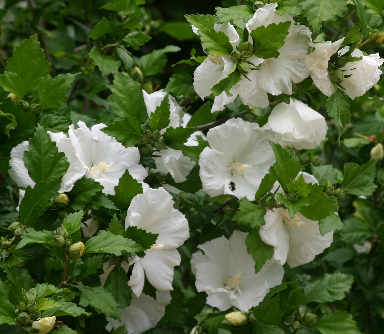 New Life Nursery Diana White Hibiscus