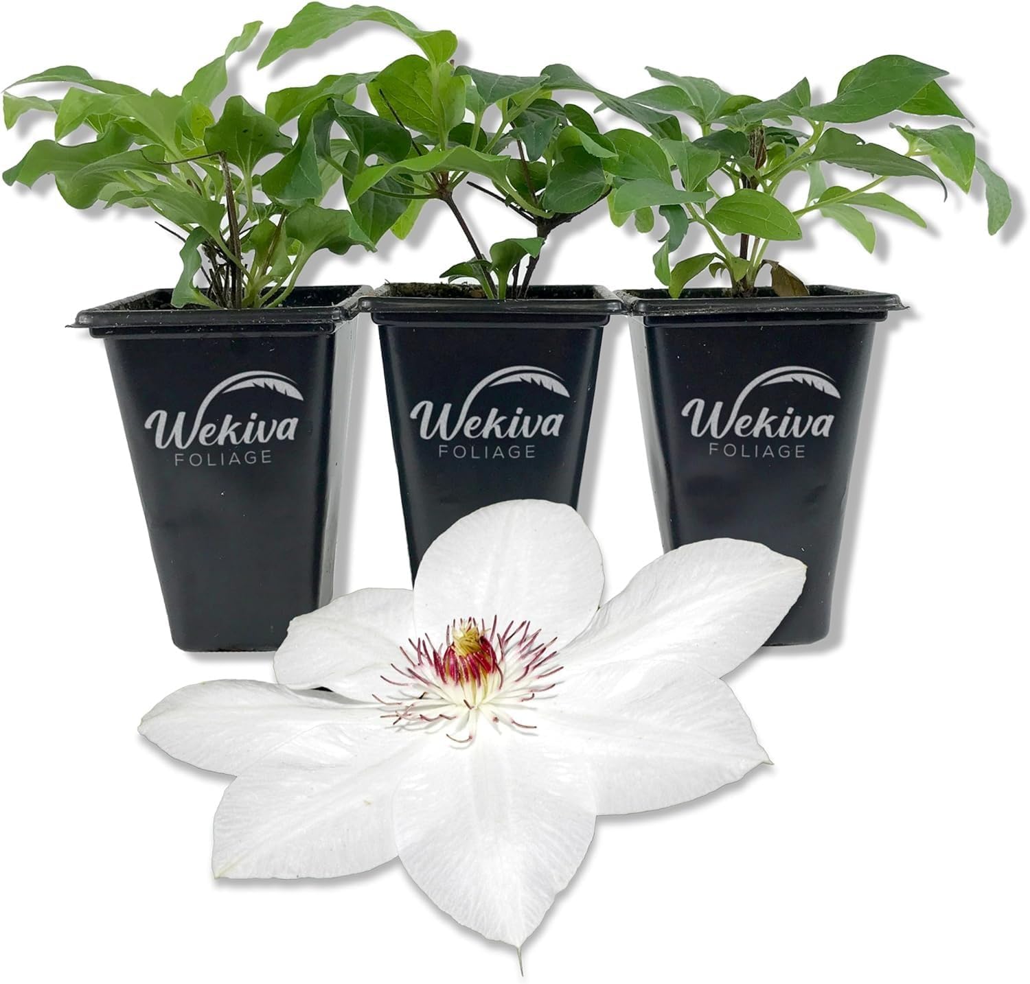 Clematis Miss Bateman - 2 Live Starter Plants - Beautiful Large White Flowering Climbing Vine