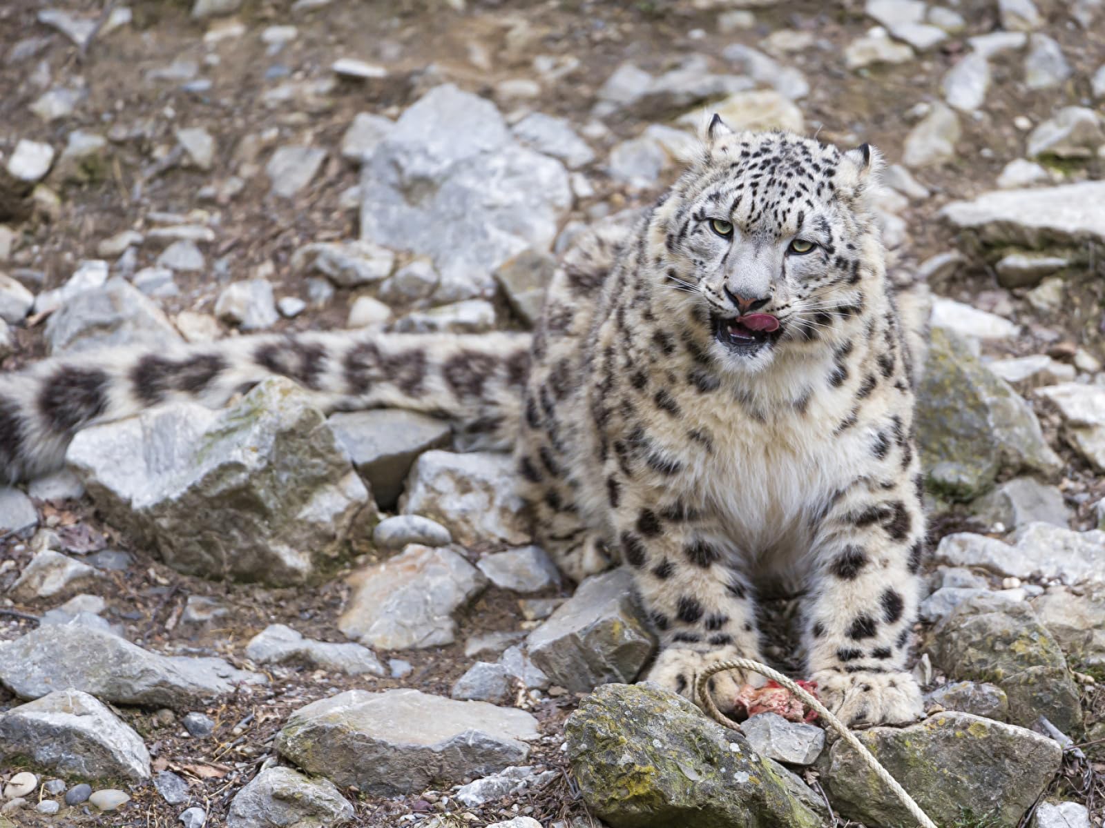 Puzzles imposibles Puzzle 1500 Piezas Leopardo de Las Nieves Grandes felinos Animales 87x57cm