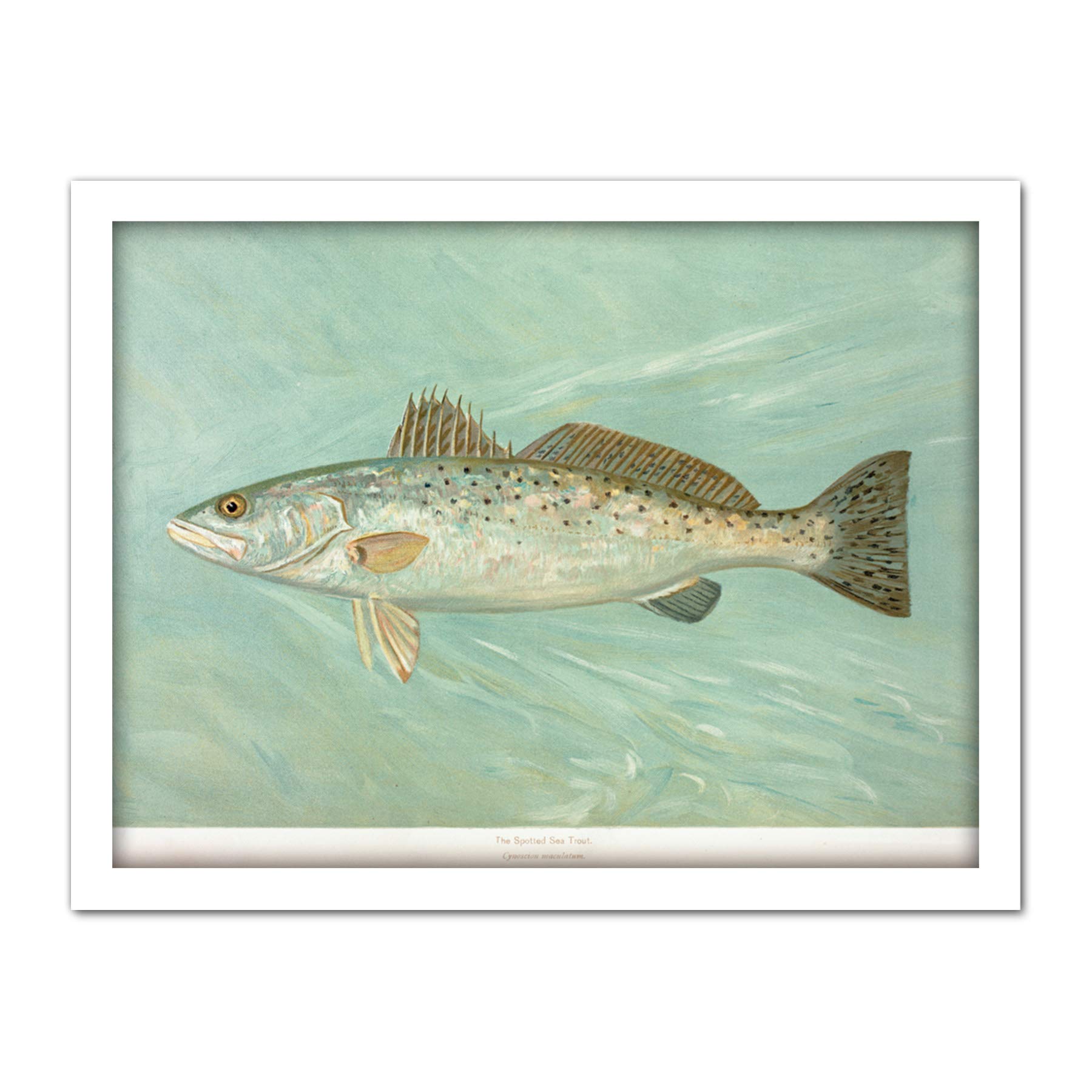 Artery8 Petrie North American Fishes Sea Trout Illustration Artwork Framed Wall Art Print 18X24 Inch
