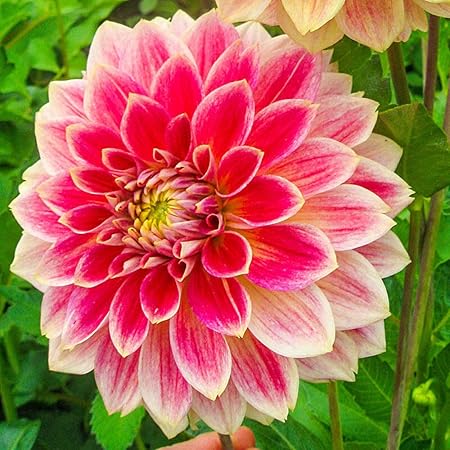 Amazon ダリア球根 とても美しい赤い花の植物 ダリア球根 10球根 花