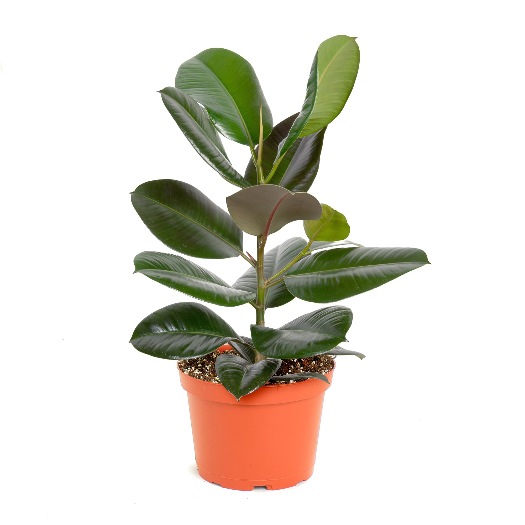 Shop Succulents Ficus Burgundy Rubber Tree