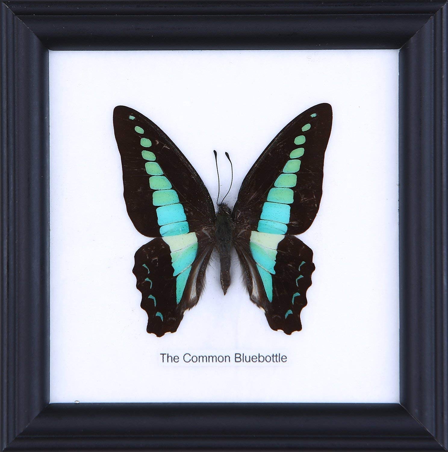The Common Bluebottle (Graphium sarpedon) | Framed Beautiful Butterfly Wall Decor | Unique Taxidermy Collectables | 12 x 12 cm
