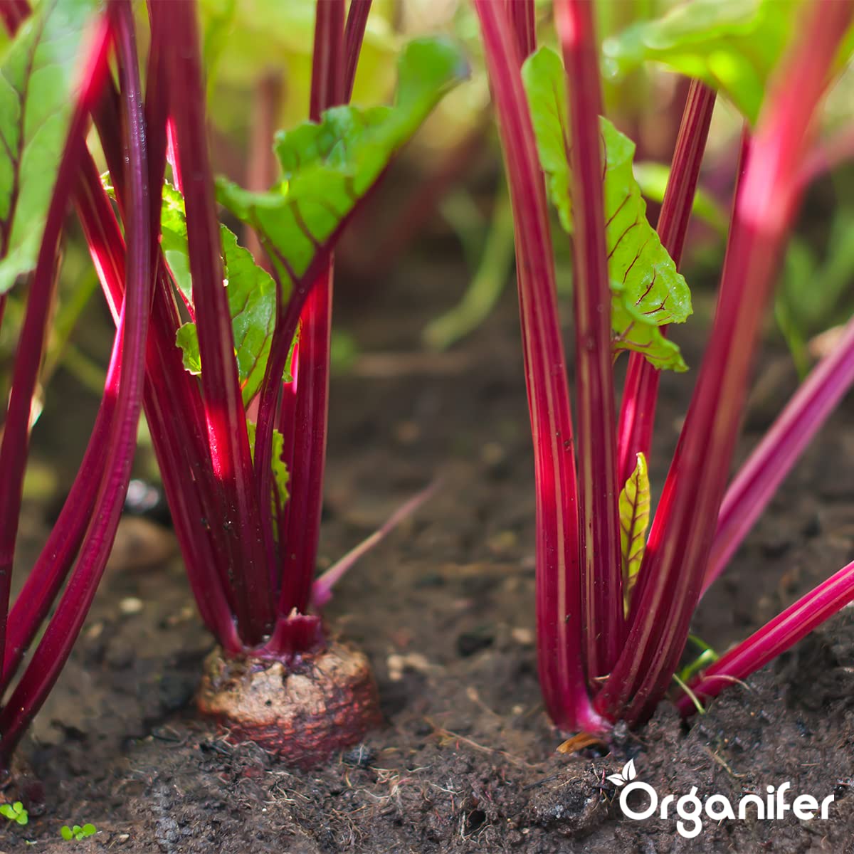 Paquetes De Semillas De Hortalizas | Semillas De Huerta - Semillas De Hortalizas - Semillas De Espinacas - Semillas De Berros - Semillas De Lechuga - Organifer