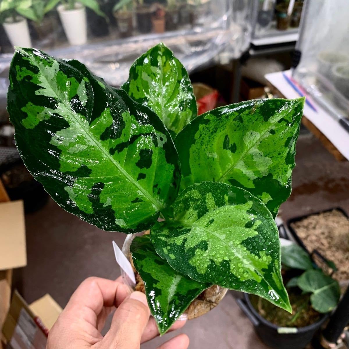 Amazon.co.jp: 1058 アグラオネマ ピクタム 増殖株 Aglaonema