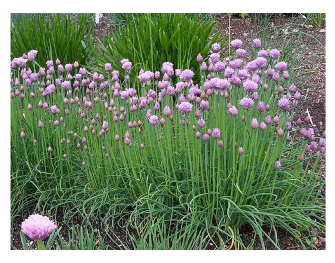 PREMIER SEEDS DIRECT -CHIVES - 6000 SEEDS - ORGANIC