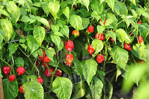 Miniatura 5 de Semillas de pimiento picante Habañero rojo caribeño, 25 semillas tradicionales por paquete, semillas sin OMG, nombre botánico: Capsicum chinense,