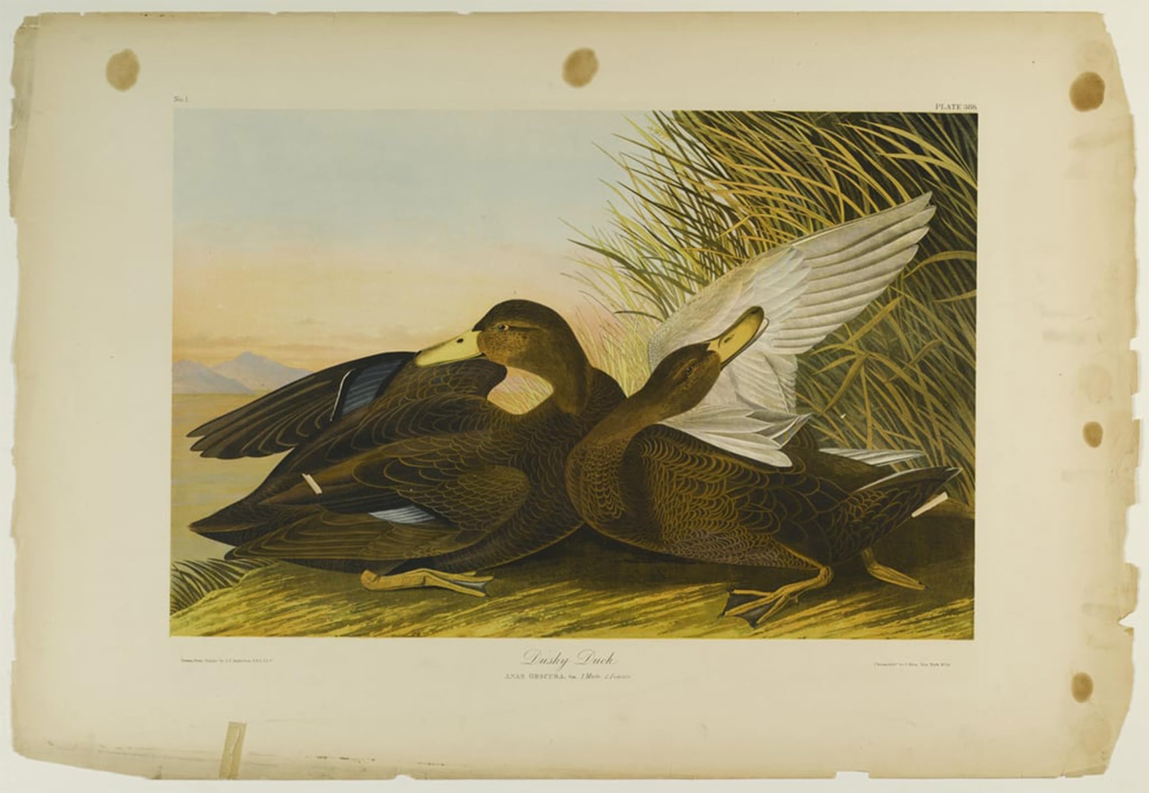Lienzo decorativo para pared de pato oscuro: cuadro SERENDIPITP estilo John Audubon 60x90cm 5