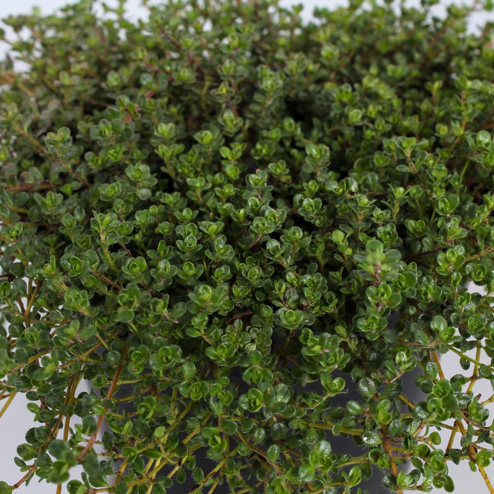 Thyme 'Pink Chintz' 9cm Plant x 2, Creeping Thyme. Ideal Ground Cover.