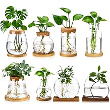 Honeydak 8 Pcs Plants Propagation Stations Desktop Glass Propagation Vases