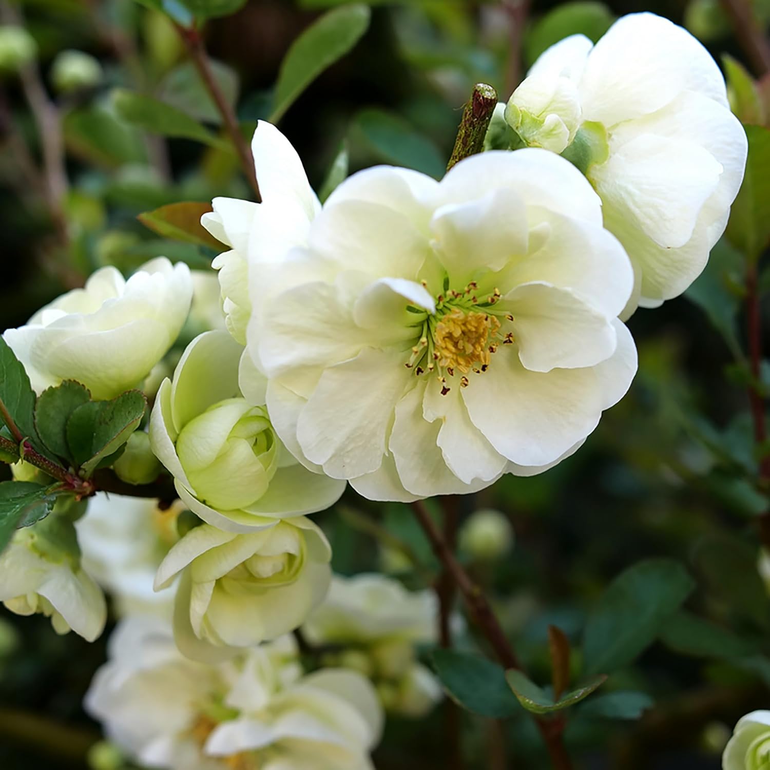 Double Take™ Flowering Quince Collection- 3 Plants 4" Pots -Scarlet/White/Peach