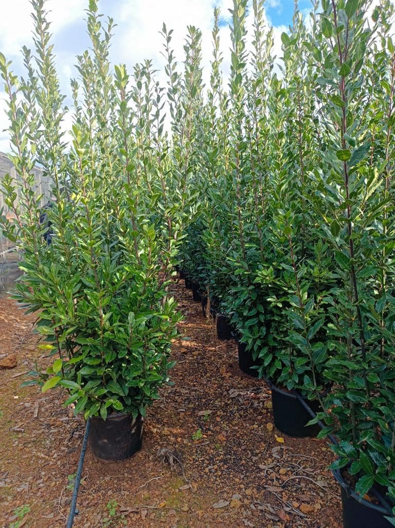 XXXL Echter Gewürzlorbeer (Laurus nobilis) – ca. 250 cm | Immergrüner Riesen-Lorbeerbaum für Garten & Kübel | Aromatisch, Winterhart & Pflegeleicht