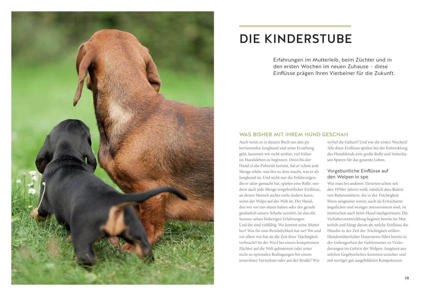 Wenn der Welpe zum halbstarken Hund wird: Gelassen durch die Hunde-Pubertät (überarbeitete und aktualisierte Neuausgabe) (GU Welpen)