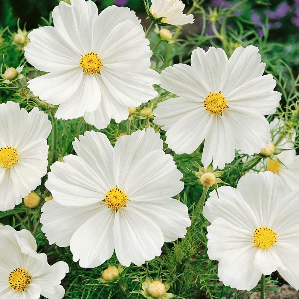 SRI SAI FORESTRY Cosmos Seeds Cosmos Flower Seed Mixed Color Ornamental Plant Flower Seed for Home Garden Terrace Apartments Balcony Pack of 100 (B0BG67TQM9) Amazon Price History, Amazon Price Tracker