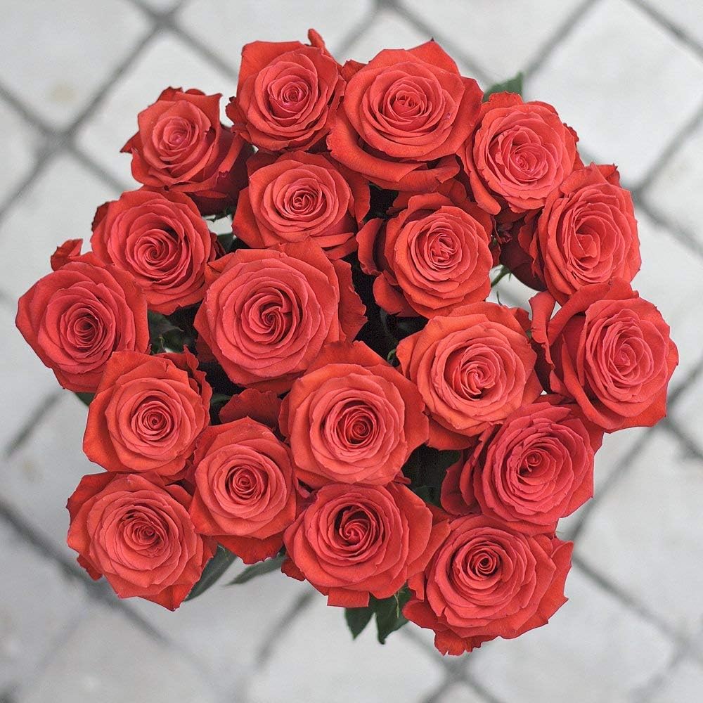 Fresh Cut 24 Orange Roses - Fresh from the Farm Orange Rose Bouquet– Hand-Selected Long-Lasting, Gift and Home Decor Perfect Fresh Flowers |20" Long Stems No Vase-2 Dozen | Flowers Gift
