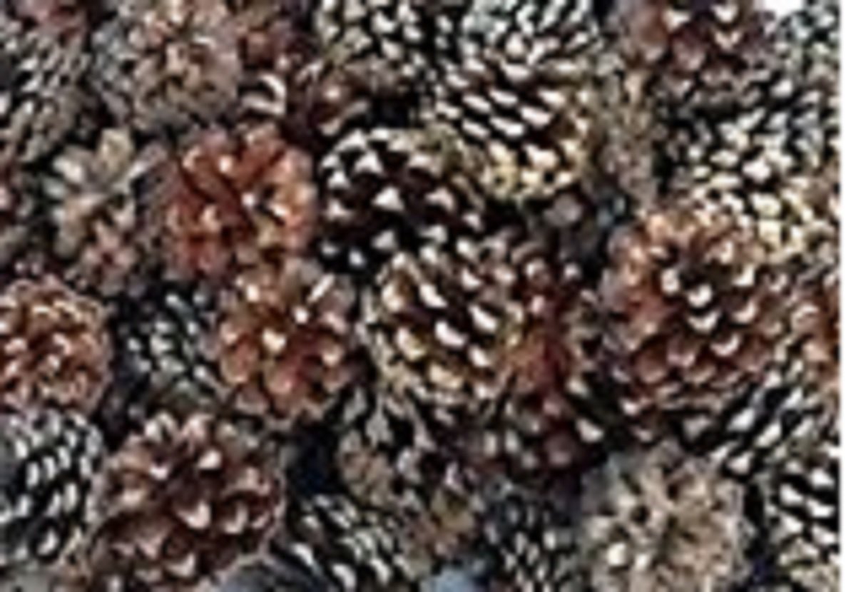 Fir Cones average quantity 90