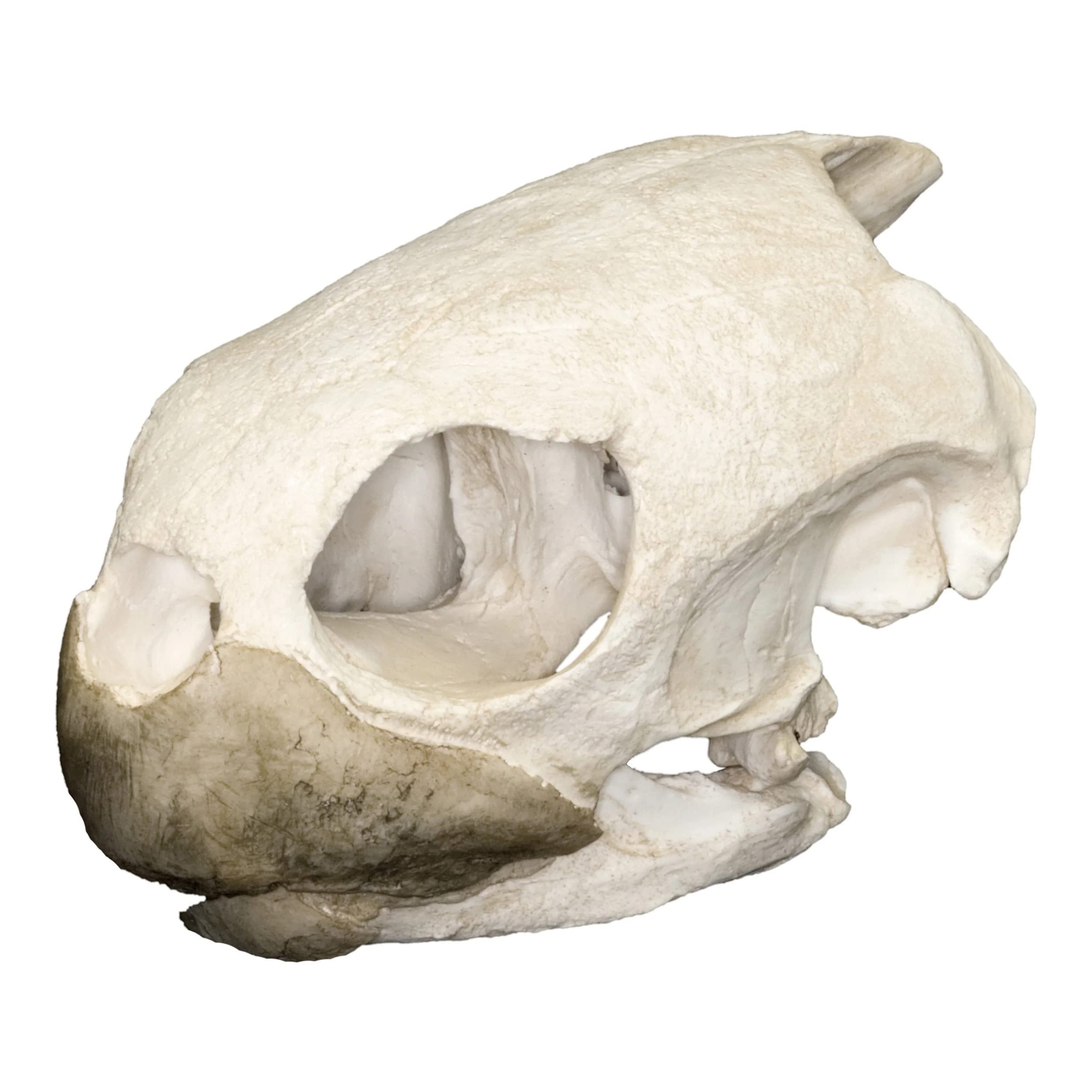 Green Sea Turtle Skull (Teaching Quality Replica)