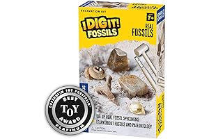 Dig In and Embark on a Fossils Adventure with I Dig It!...