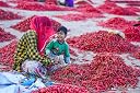 Shirish Masala Mathania Red Chilli (Lal Mirch)(Stemless) (300g),Sortex Clean, 70 Years of Trust gallery image
