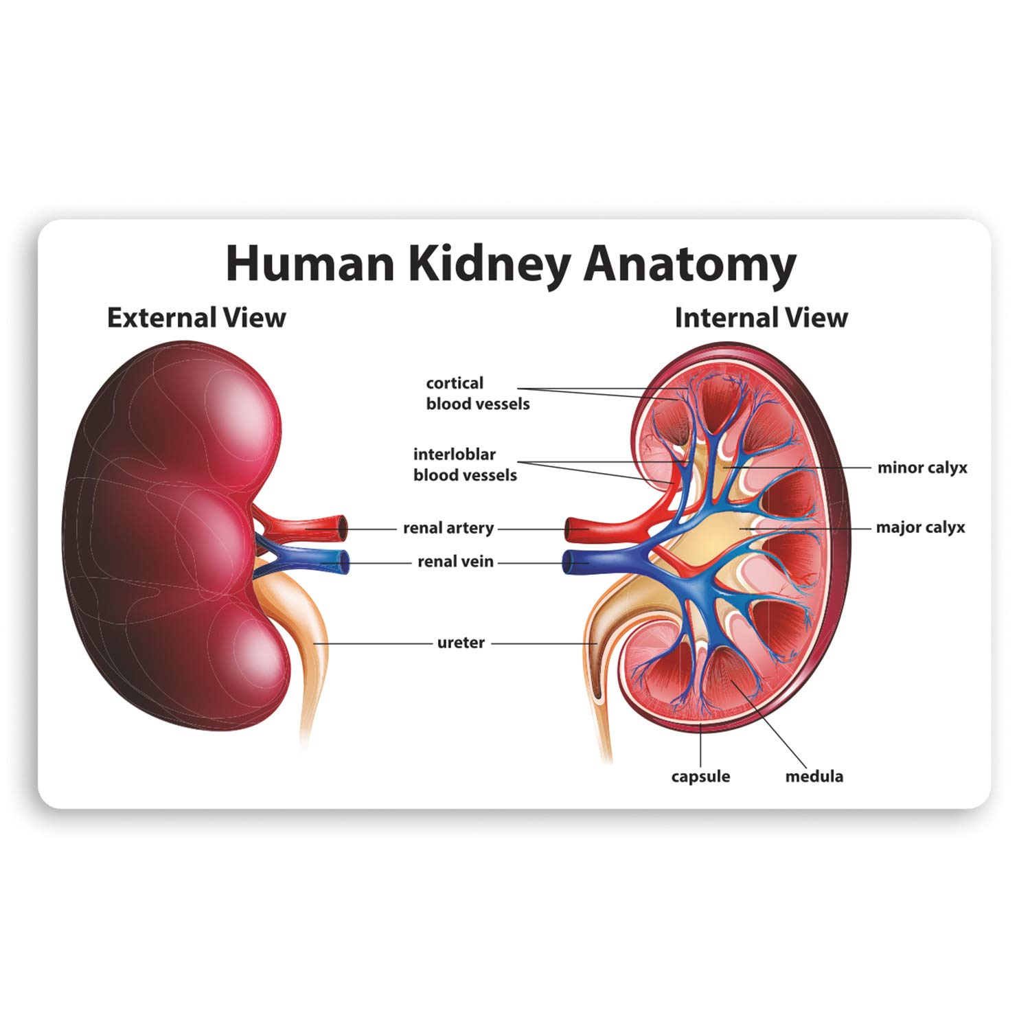 Destination Vinyl Ltd Multi 2 X 10Cm Human Kidney Diagram Vinyl Stickers - Biology Science Sticker #34415 (10Cm Wide)
