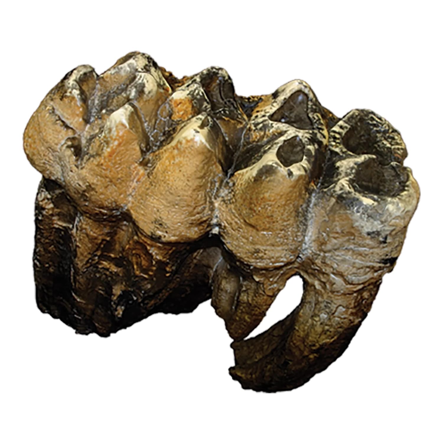 Skulls Unlimited International Mastodon Tooth Replica, Fossil Replica, Science/Geology, Educational Institutions, Science Classrooms, Students, Educators, All Ages