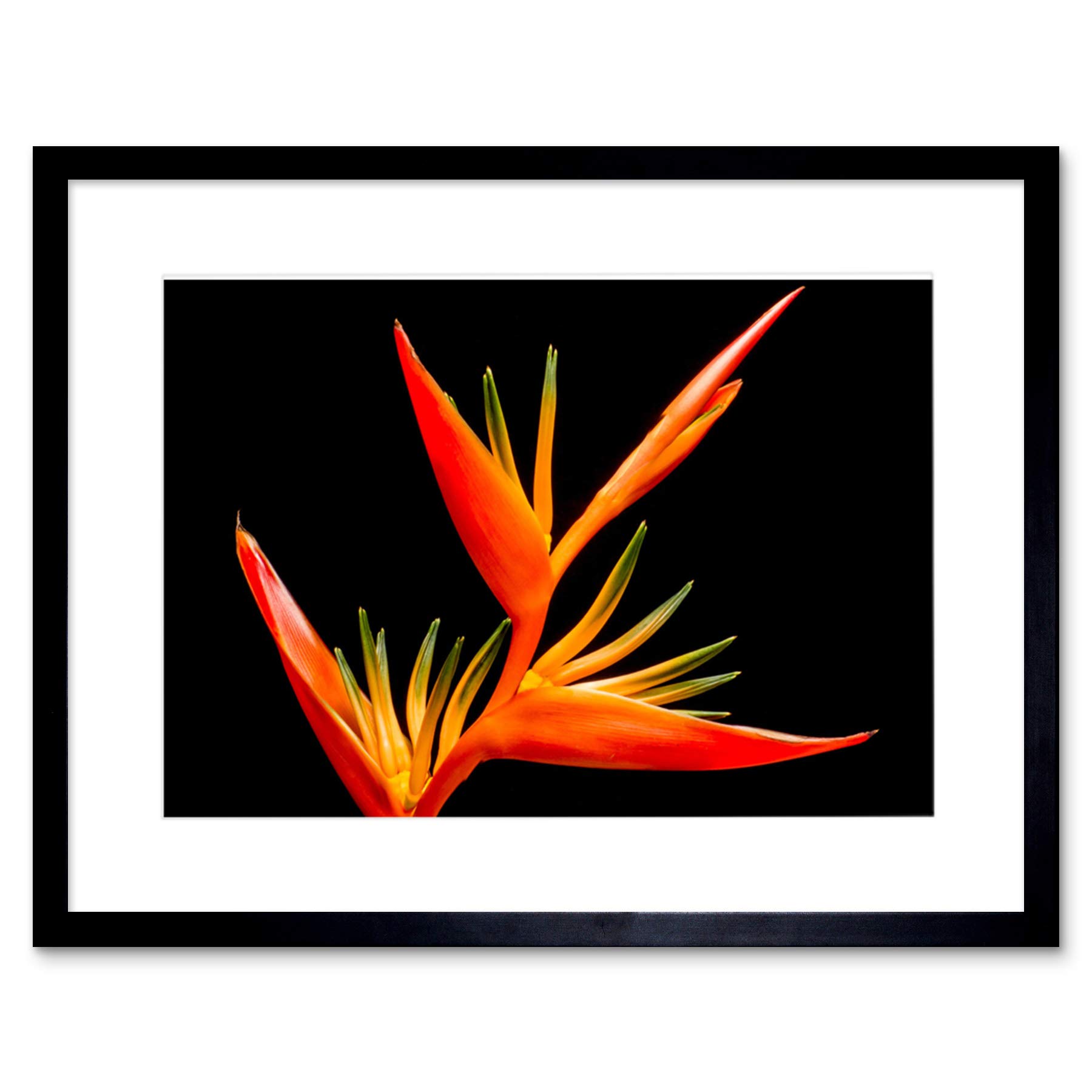 Artery8 Wall Art Print Bird Of Paradise Flower Framed 9X7 Inch from B&Q