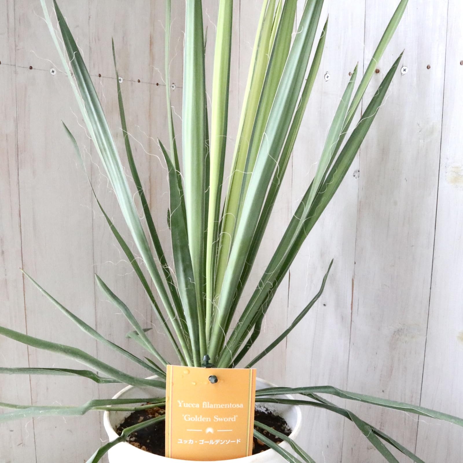 ドライガーデンに即戦力！フィラメントゴールデンソードユッカ
