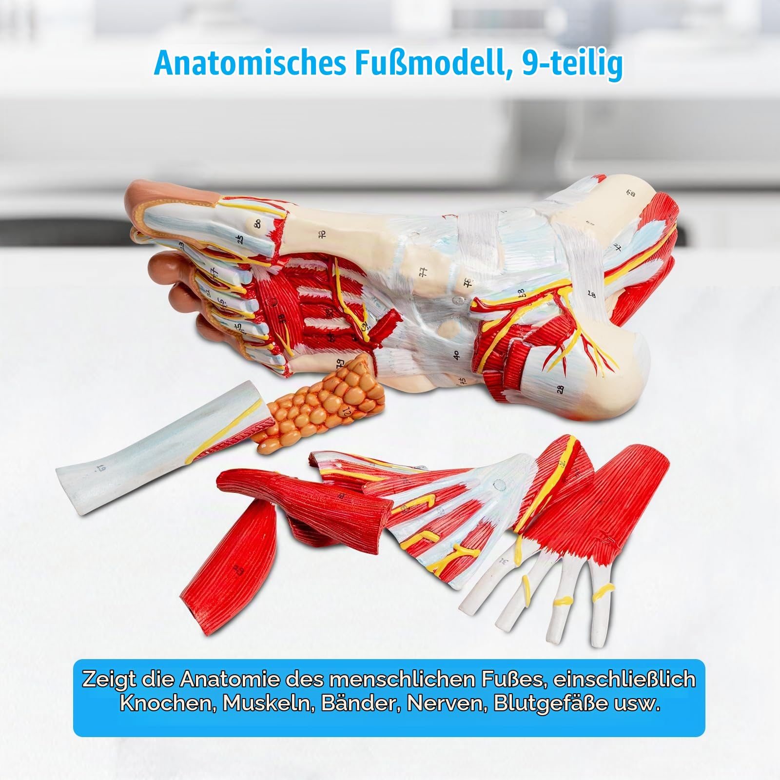 Anatomisches Modell Des Fußes Lebensgröße, Fußanatomisches Modell Mit Numerischen Markierungen Und Textlichen Beschreibungen, Abnehmbare 9 Teile, Für Studenten Bzw Medizin Studium (1:1 Fußanatomie)