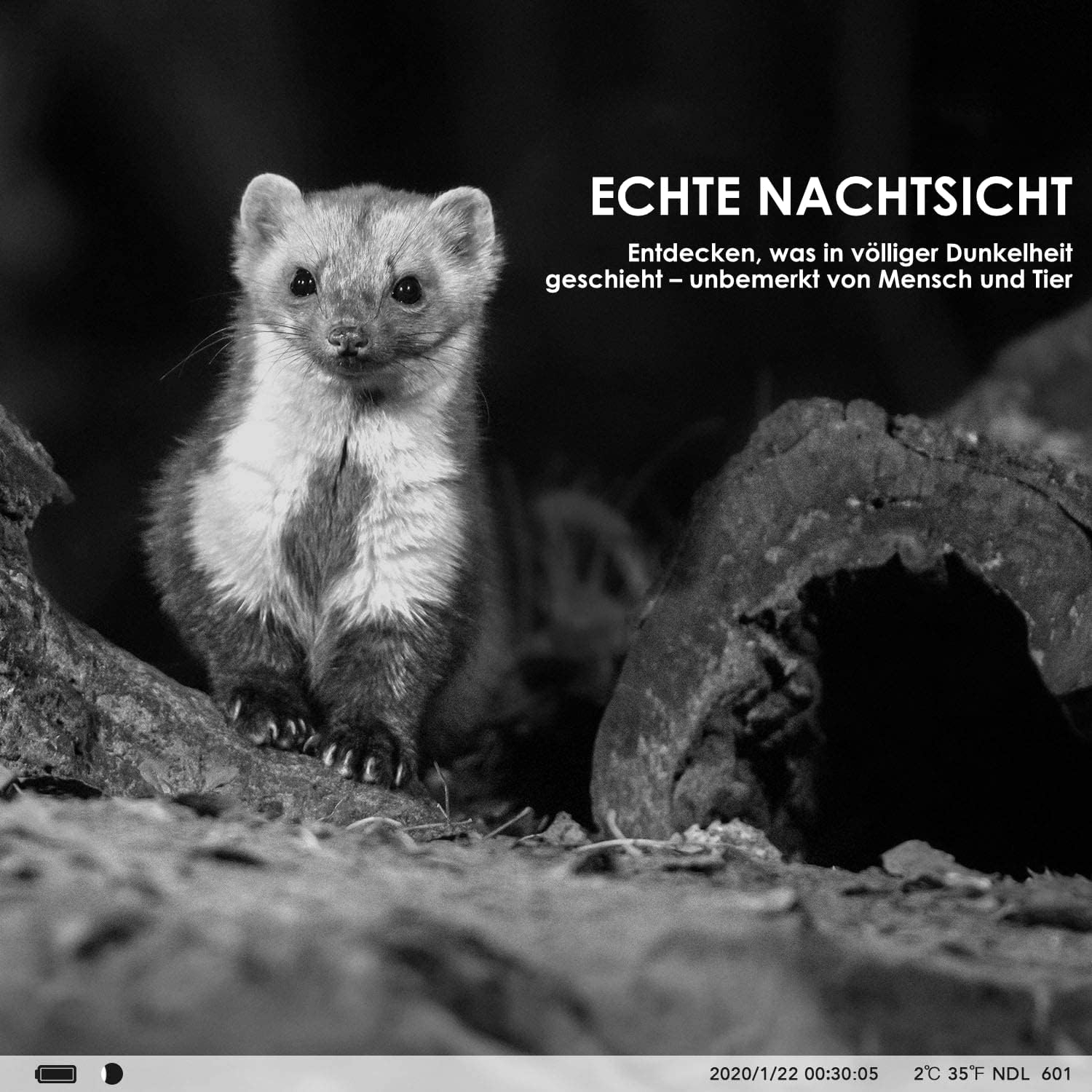 Small animal in black and white, demonstrating true night vision