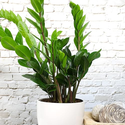 Miniatura 4 de Zamioculcas Zamiifolia de 6 pulgadas, plantas ZZ vivas para interiores, plantas de interior vivas para interiores, plantas de interior vivas,