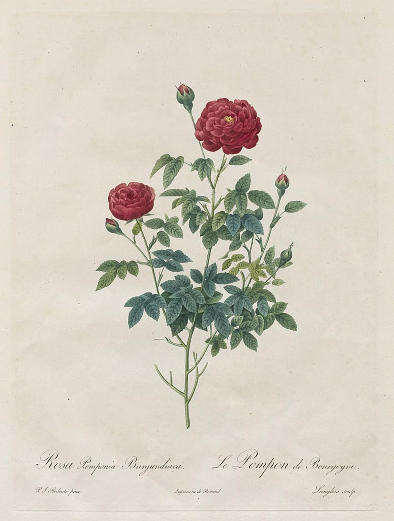ARTXLXXBN Famous Art Print Poster Vintage Wall Art Pompon Rose by Pierre Redouté Canvas Art Poster for Home Decor 60x90cm