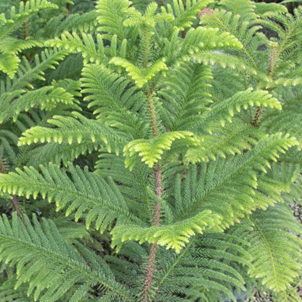 Araucaria heterophylla Norfolk Island Pine 1 x 10cm Pot Houseplant T&M
